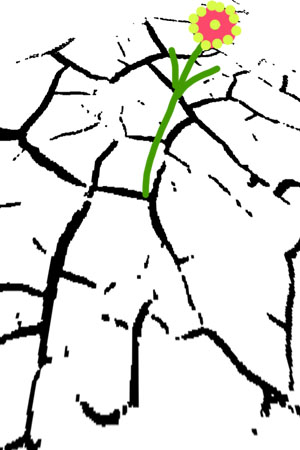 cracked flower.jpg