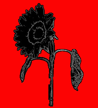 daisyblk_164 copy.jpg