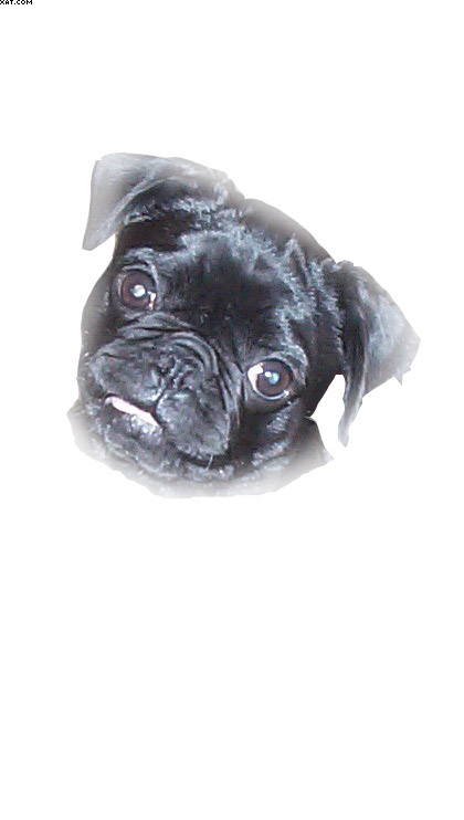 pugsi_copy.jpg