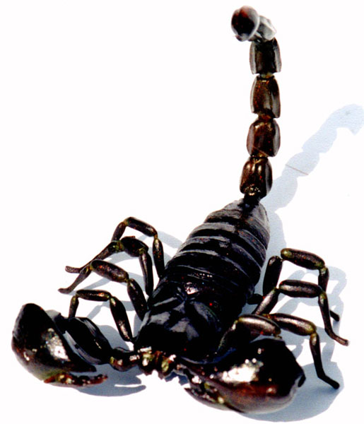 Scorpion1.jpg