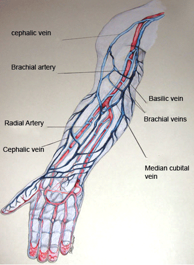 veins_rosser.gif