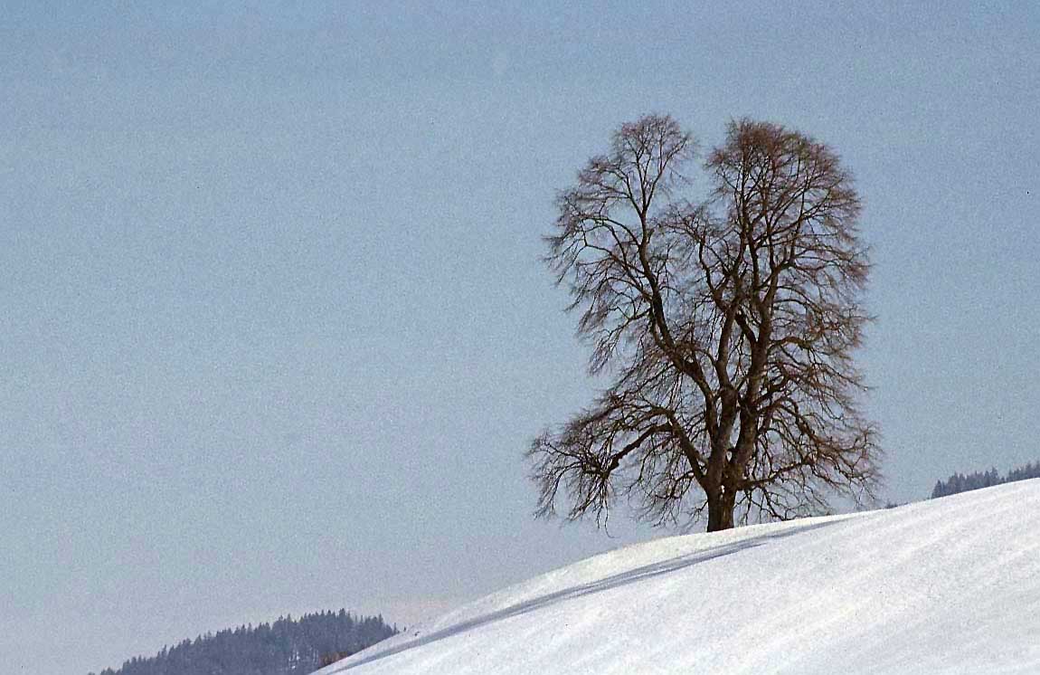 winter-snow-tree.jpg